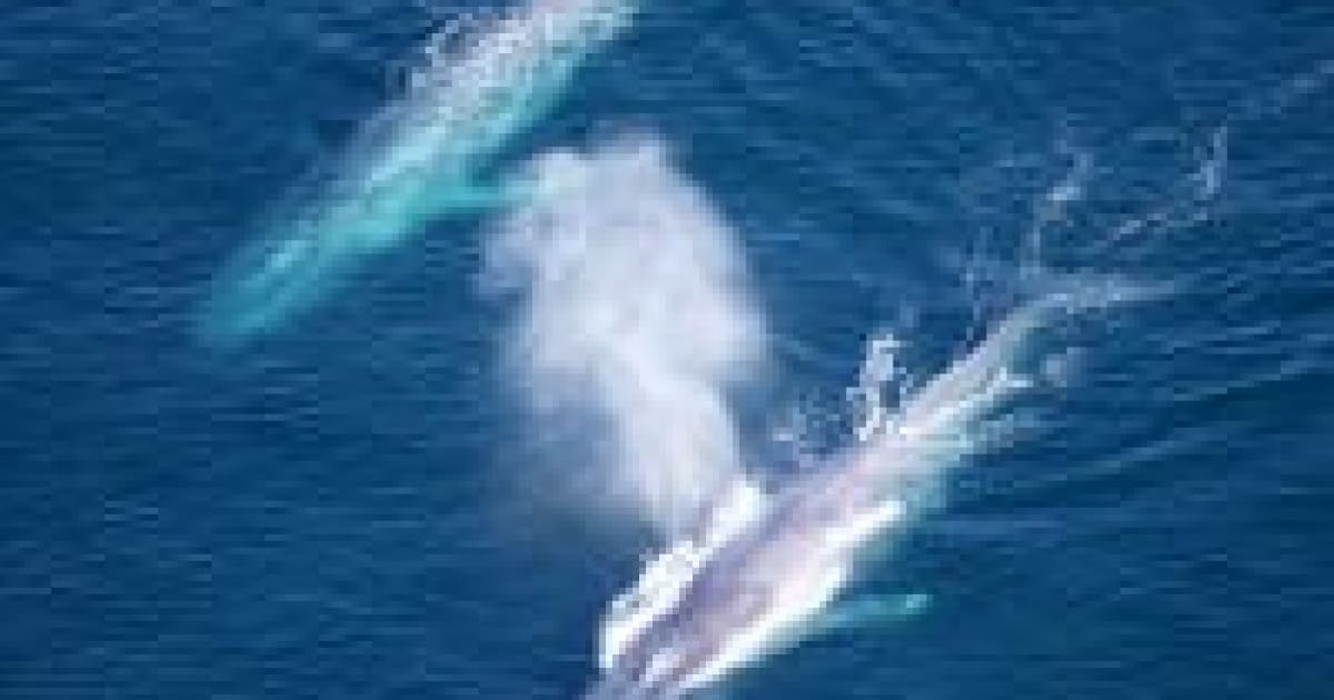 Ship speed reduction lowered coastal air pollution