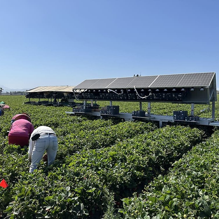 Workers harvesting strawberries in a field under sunny skies with solar panels overhead.