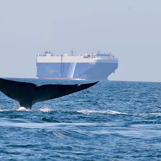 A whales tail is visible above the ocean surface, with a large cargo ship in the distant background.